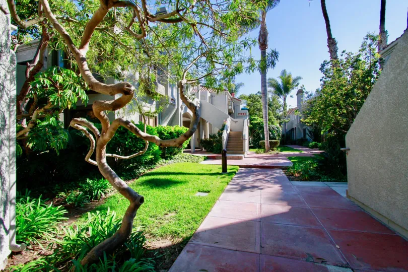 Tiara De La Pacifica sidewalk with trees on a sunny day.