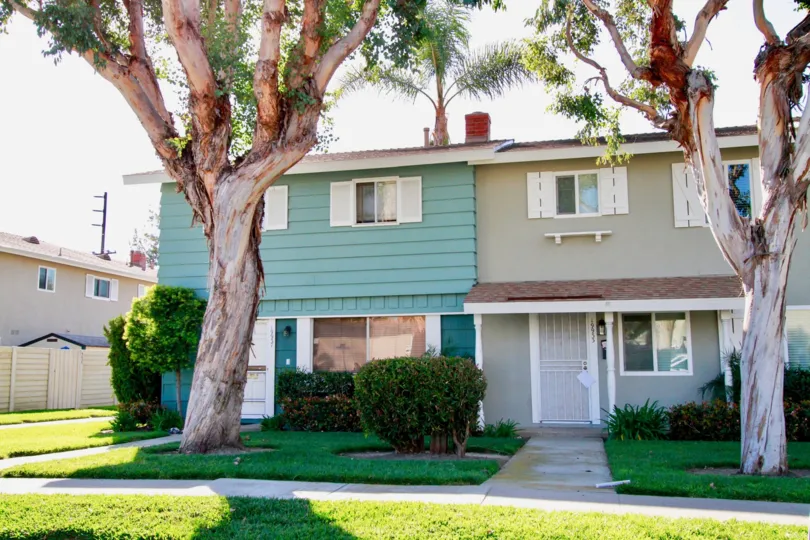 the two big aged tree in front of a home in village townhomes of huntington beach of california