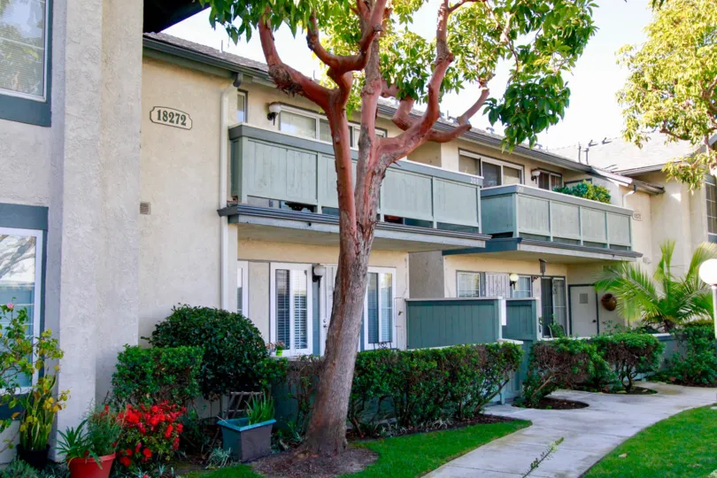 thw windward cove have a lovely home with a old and strong tree which is in huntington beach california