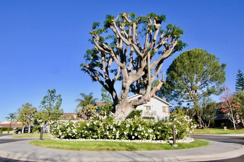 Nice trees and park around villas in Arborlake of Irvine