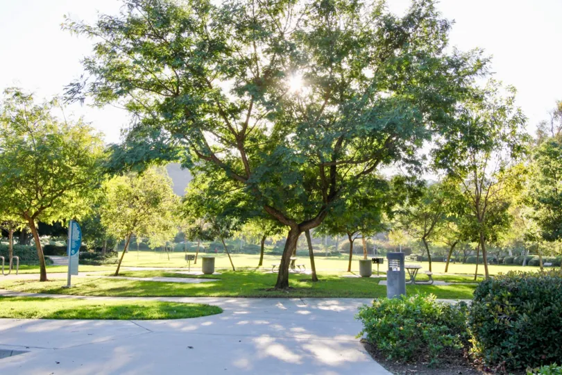 A big tree in theSummit Towne Collection in a garden.