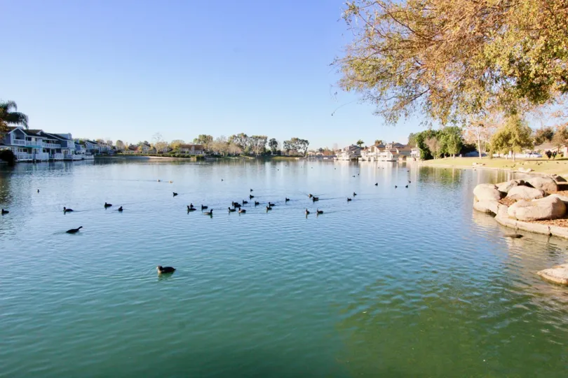 A lake with ducks on a sunny day at WIllow Creek in Irvine
