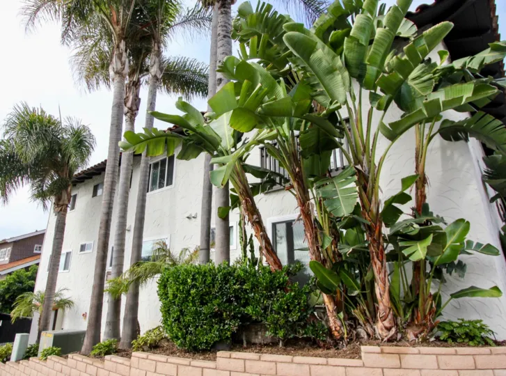 Nice Palm and Banana trees near a villa in Woods Cove of Laguna Beach