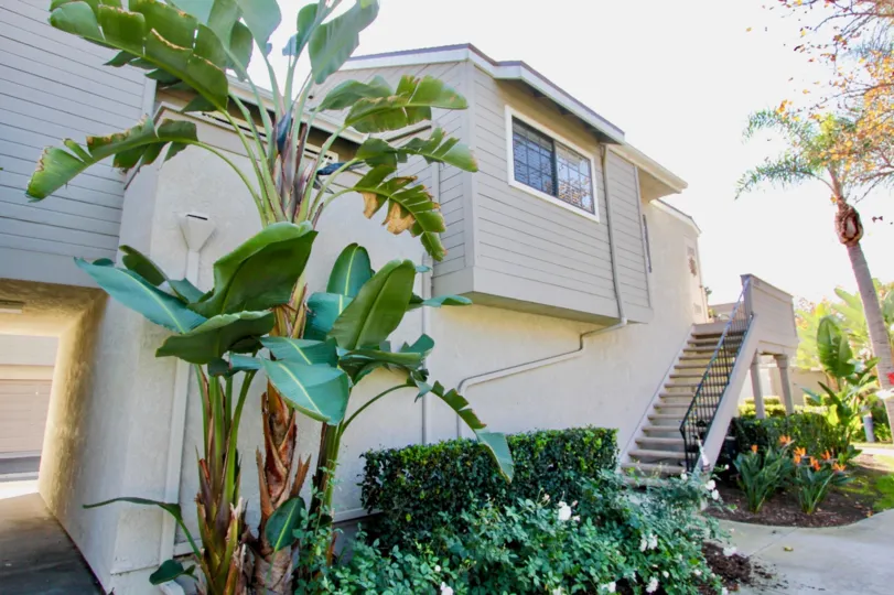 Nice Banana trees and steps with garden near villa of Village Niguel Terrace I Laguna Niguel