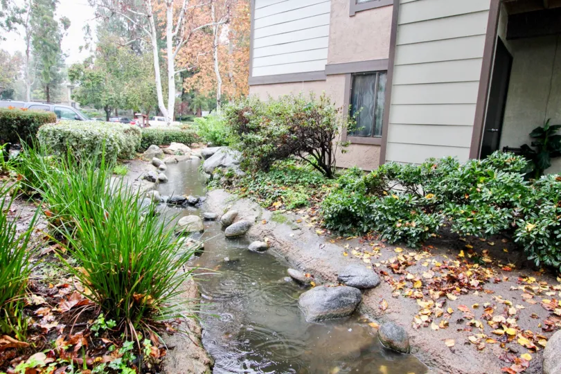 Brush and stream in Pheasant Creek in Lake Forest, CA