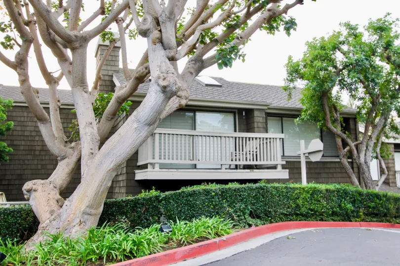 Side walk way view with trees of Big Canyon McLain, Newport Beach, CA