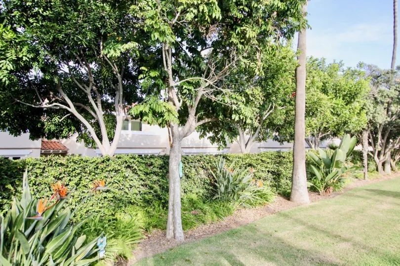 A day in the Newport Marina Villas with lawn and plants.