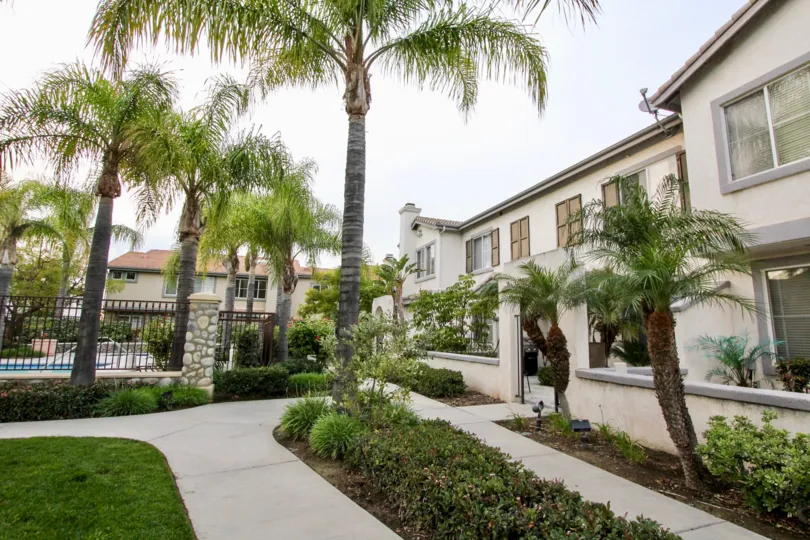 The walkway to the pool in Cambridge with palm trees on both sides