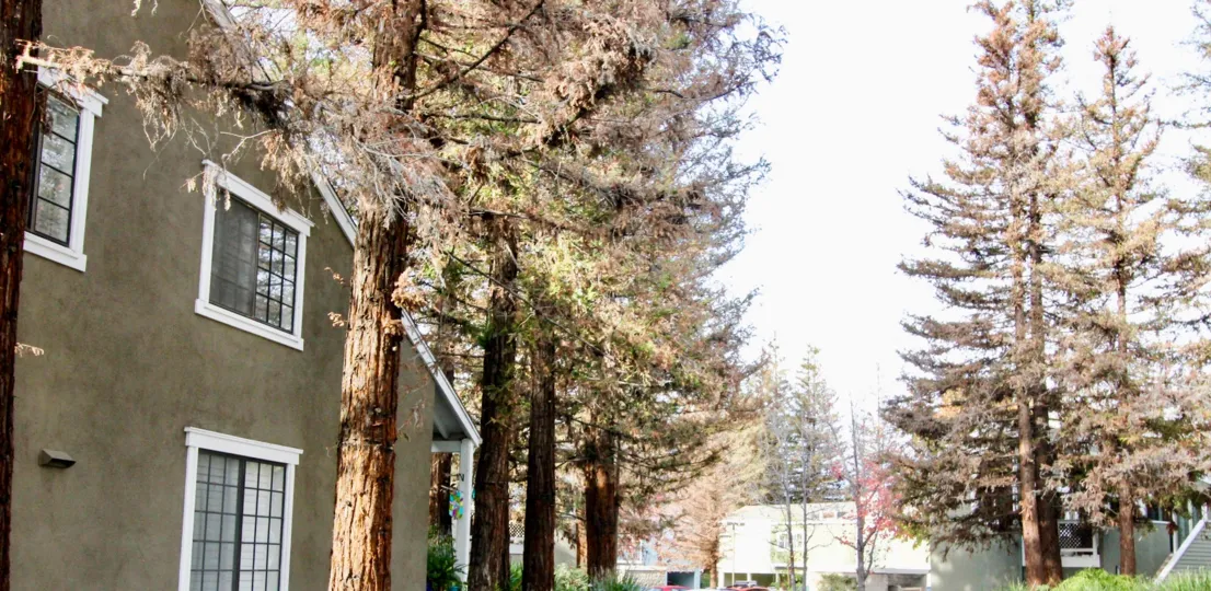 The trees in the Morningside on the Lake community on a sunny day