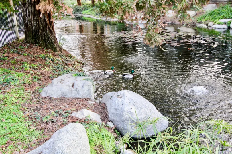 The home in morningside on the lake with nature landscape with trees, plants, ponds, lakes and houses.