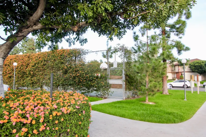 The place in Smoke tree has beautiful flowers grown on the cutting bushes with trees and lawn