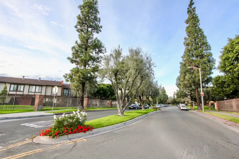 Tall green trees on the side of the road in Smoketree Orange Townhomes Orange, CA