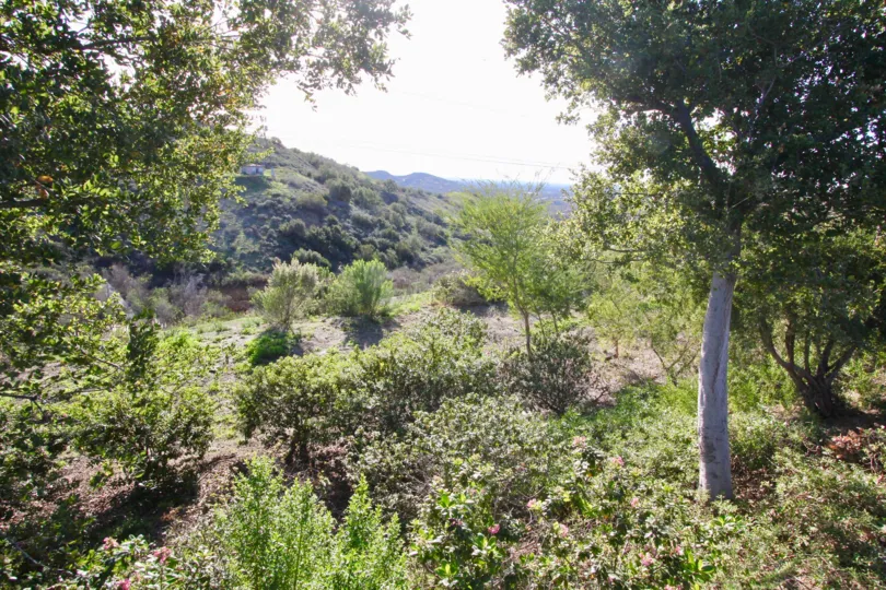 Place is full of trees, bushes, hills and flowers in Tremont community