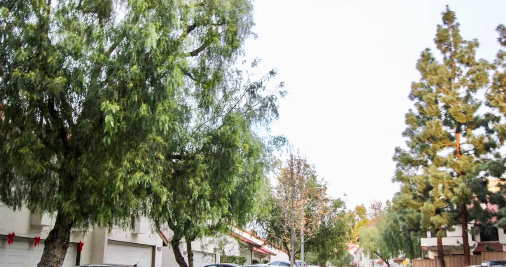 The trees lining a street in Villa La Paloma with cars and fences