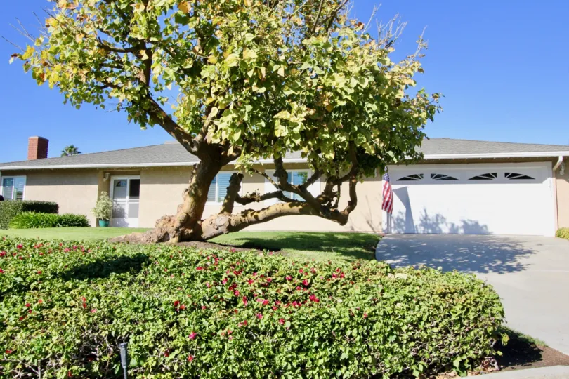 Nice look of a tree on a sunny day near villa of Seascape Village of San Clemente