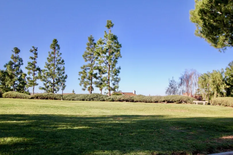 A green rolling lawn with tall trees in the background on a sunny day in Loma Vista area of San Juan Capistrano, CA