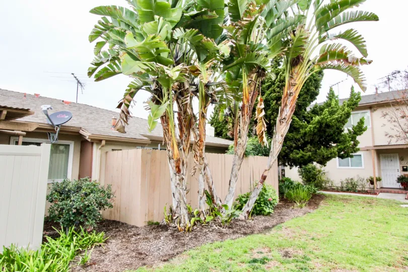 THE VILLAS IN THE TUSTIN PARK VILLAS WITH THE LAWN, BANANA TREE, DISH ANTENNA