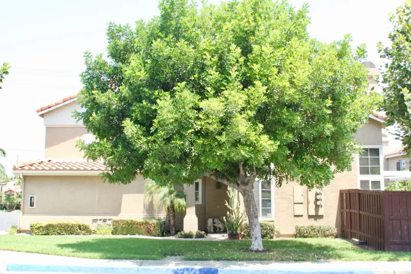 A large tree blocks the second floor of a home at Cortina homes.
