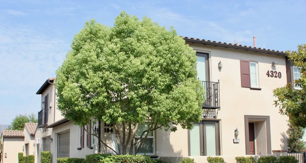 A sunny day in the Shady grove where a tree shadows apartments.