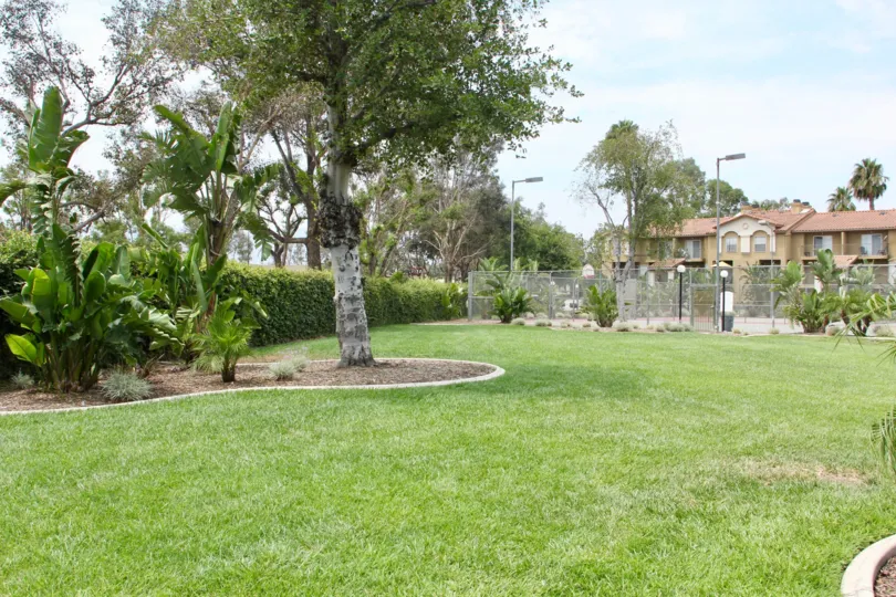 Sienna corona California greenish tree and plants plays a great roll in this scene which covers the majority space