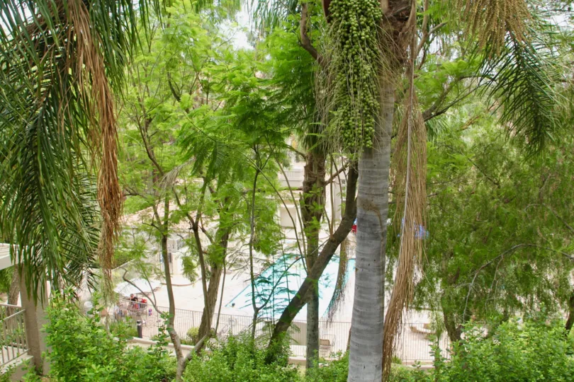 Palm trees overlook the pool area with ample sunning chairs and gardens