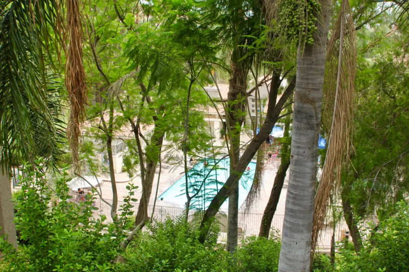 A pool is obscured by a thatch of trees at the Triana at Corona Ranch.