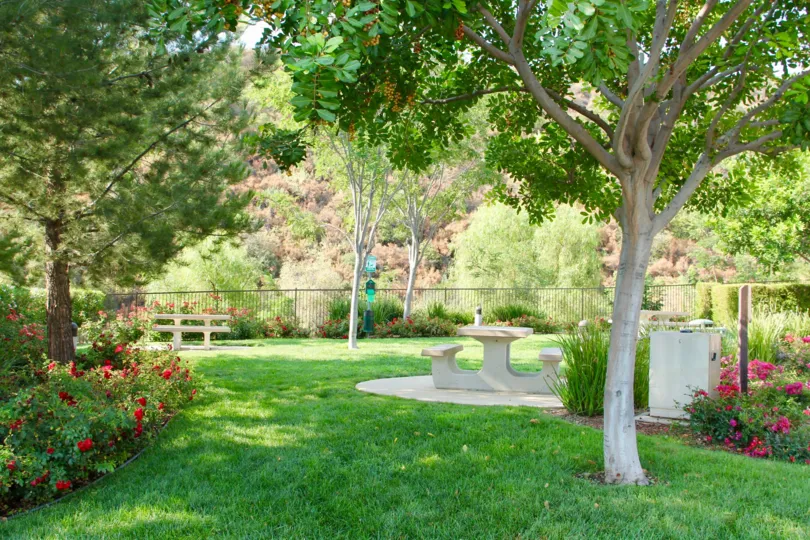 Red flowers in a bush surround a tree in a community area at Trilogy at Glen Ivy.