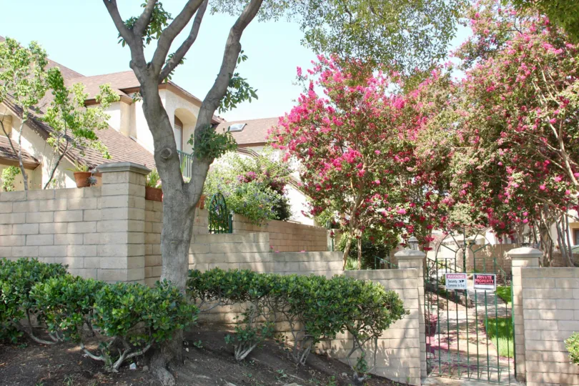 Dark pink flowers fill a tree in a yard at the Villa Montecito.