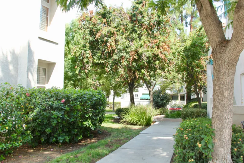 Brown leaves sit amid the green leaves at the Villagio community.