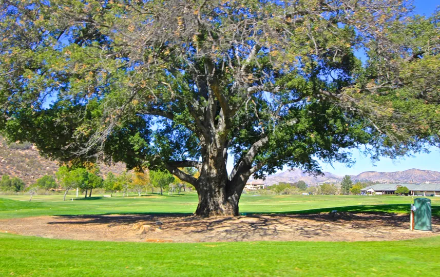 A large tree on a sunny day in Murietta Cslifornia
