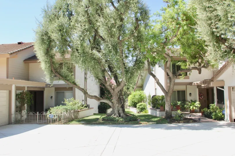 Two-storey traditional houses with a large tree in-between in Canyon Crest Villas community.