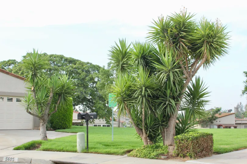 Palm trees in the De Anza Verde community in Riverside, California