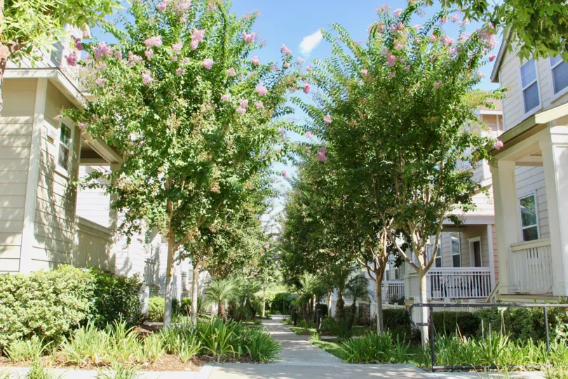 View of Porch Stret East in Riverside, California, with blooming trees and victorian houses.