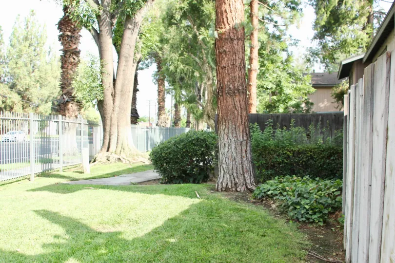 A view of trees at Queen Ann Circle in Riverside, California