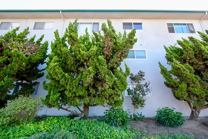 Cole Manor , Clairemont Mesa  ,California, green trees,windows