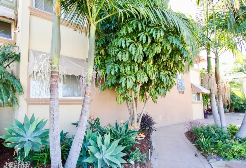 Casa Del Sol  ,: College Area  ,: California,tree, tree bark
