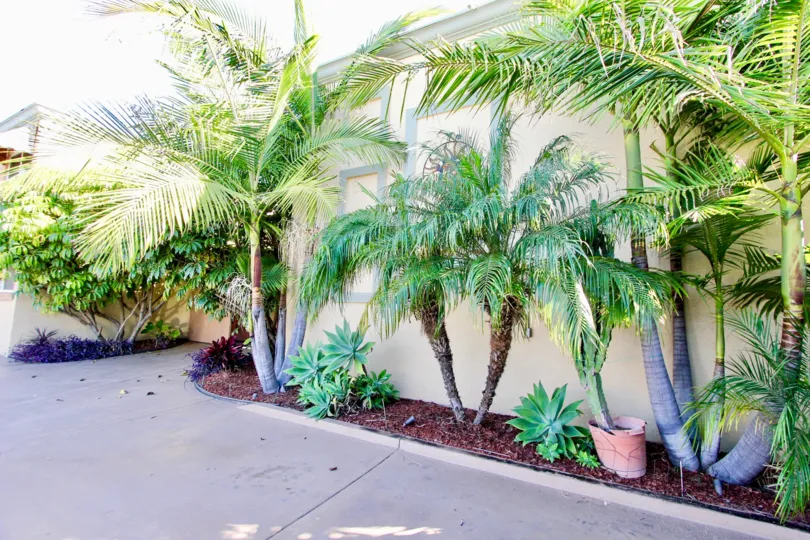 Casa Del Sol , College Area , California,trees,potted plant