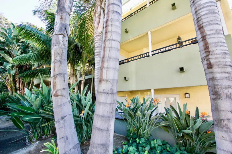 Palm trees and a multiple story building at Collwood Point in College Area California