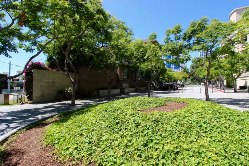 The Brickyard Condos Downtown San Diego California view of small round hill with fox ivy and sidewalk with trees growing inside the concrete