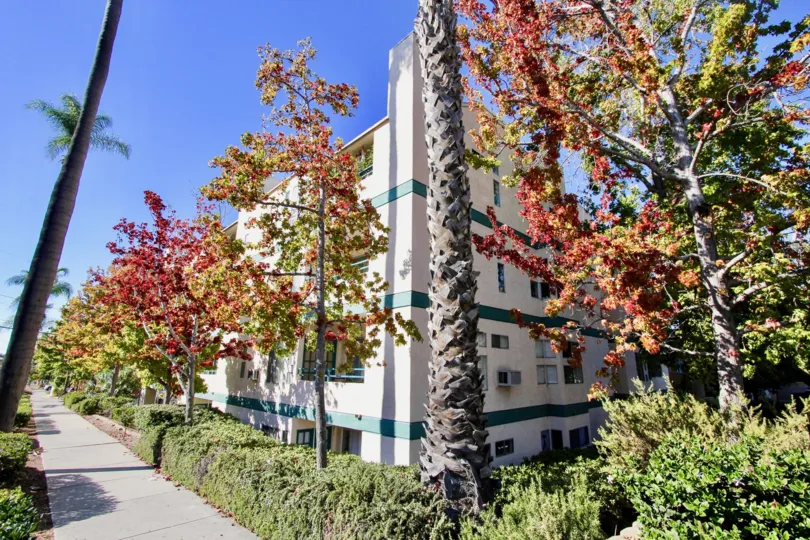 The tall trees are full of flowers which gives gorgeous look are placed near the apartment in Bankers hill Place