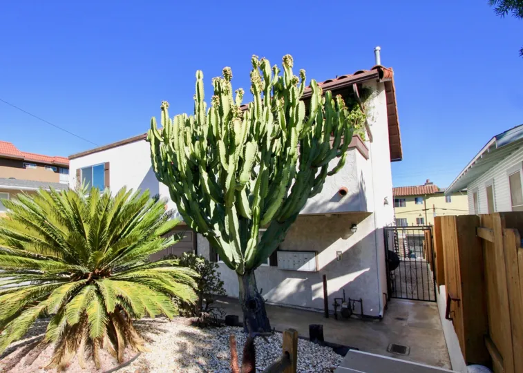 Awesome view of Villas with cactus plants in Chateau Centre of Hillcrest