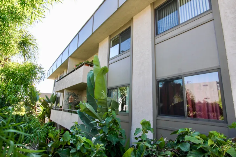 A banana plant in the Mission Crest Gardens reminding me off the Autumn Season.