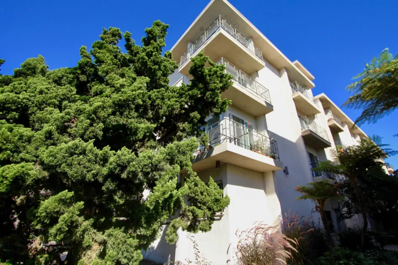 The Widest tree in Park Royal is attached with the Apartment in Park Royal