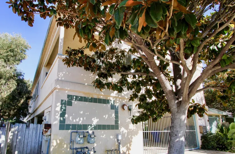 A tree with big leaves and lots of shade with a house in the background at Dahlia, Imperial Beach, CA