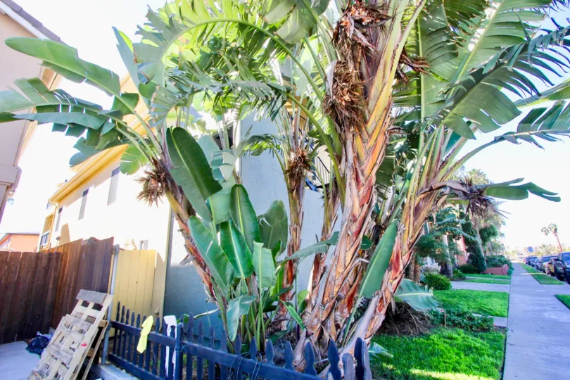Palm tree near residence at Ocean Terrace in Imperial Beach CA