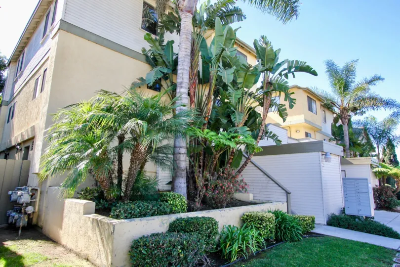 A group of palm trees and bushes sits on the side of an apartment building