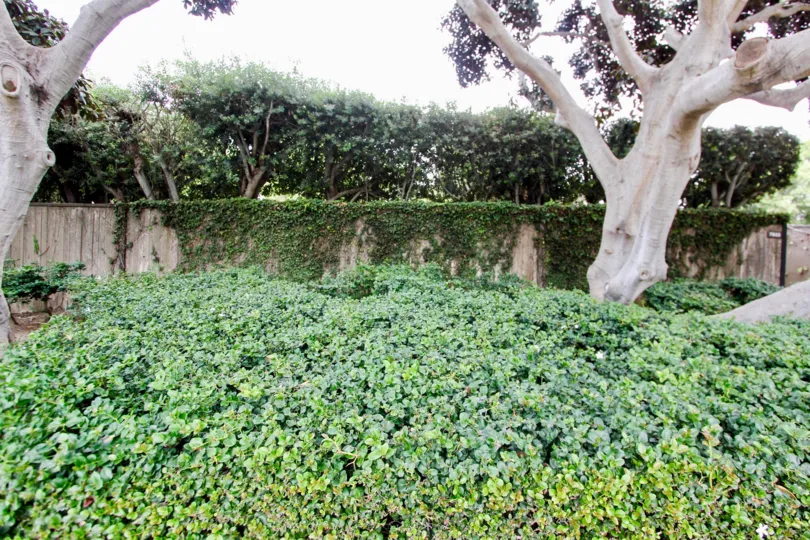 Cliffs, City: La Jolla, compound wall with all the creepers and trees