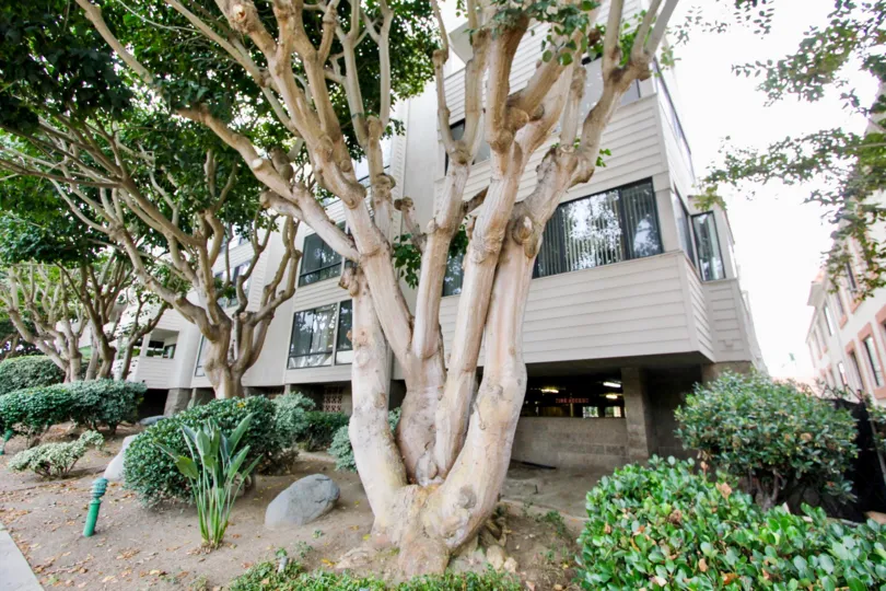 Fancy home and bushes + tree in Clinton Manor, La Jolla CA