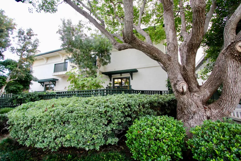 Plants and a tree outside of Pacific Villas in La Jolla CA
