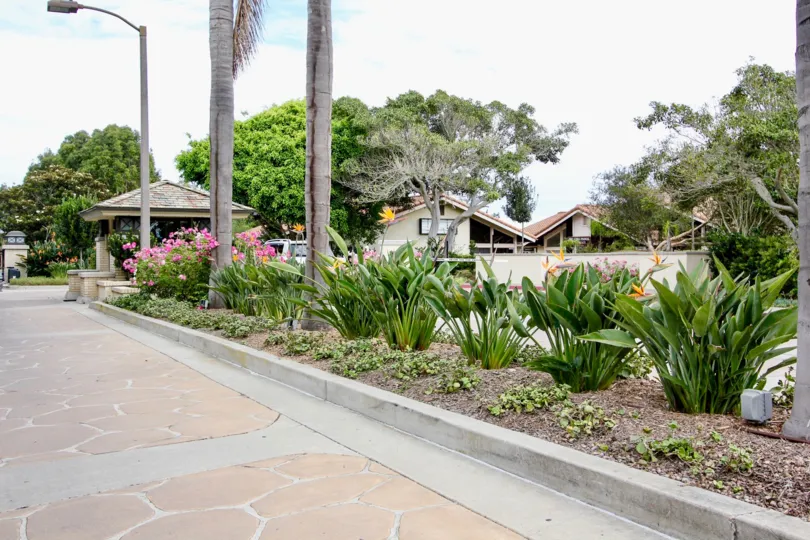 A boulevard with some palm trees and bushes, and some houses and trees in the back during a sunny day in Windemere, La Jolla, CA